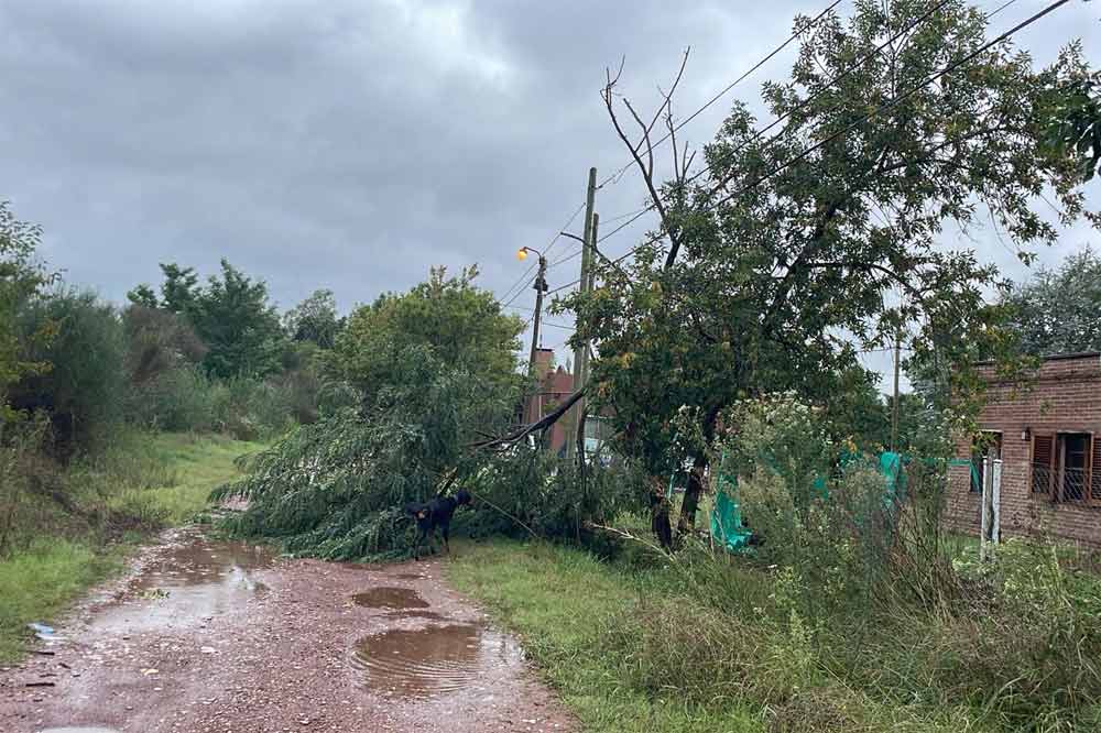 Árbol caído en Güemes y 9 de Julio.