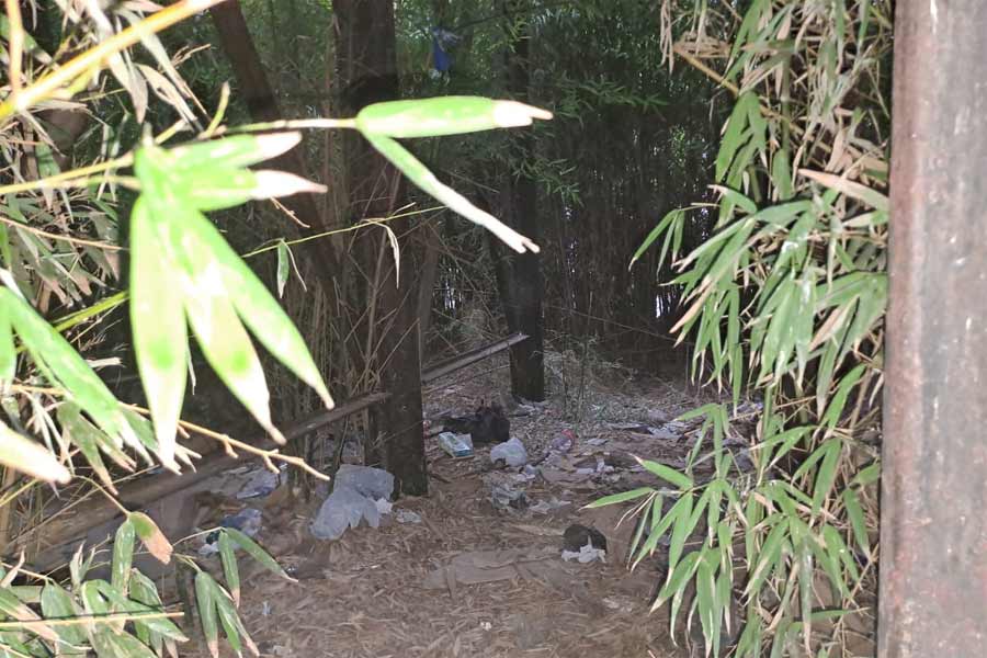 El cañaveral utilizado como refugio multipropósito.
