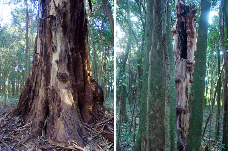 En el Monte de la Virgen conviven eucalitptos más que centenarios con ligustros y moras. Fotos gentileza Jorge Meji.