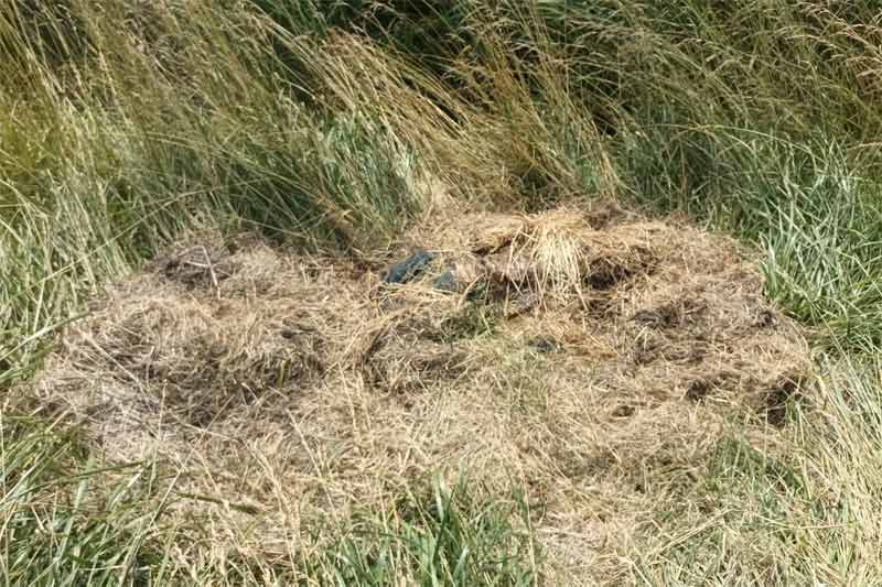 El cuerpo hallado por empleados que cortaban los pastizales de la banquina.
