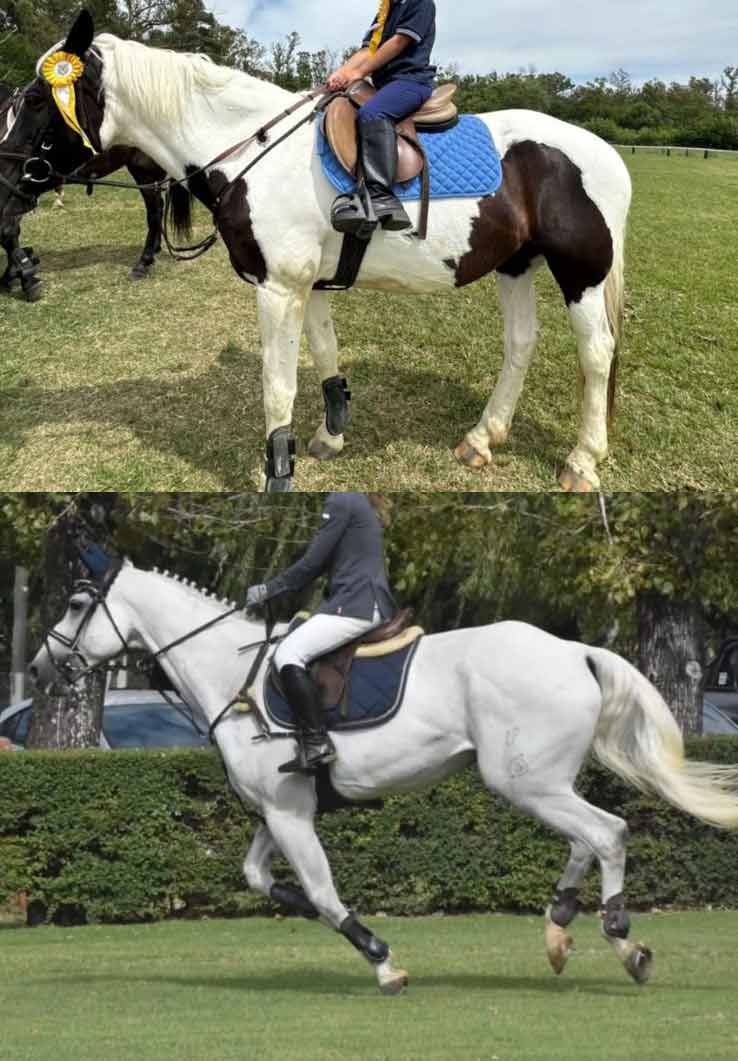 Dos de los ejemplares sustraídos.